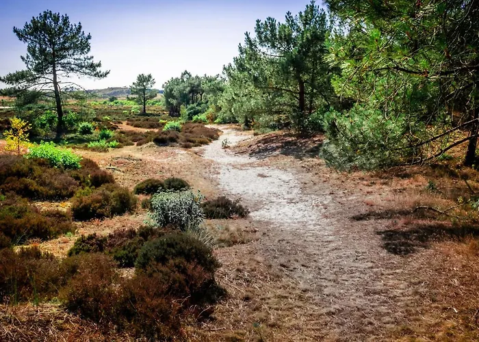 Duynhof Nabij Strand, Duinen, Bos En - 5 Personen